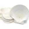 Nantucket Seafood 4 Natural Canape Shells -Alfa Grill Shop 030734047705.1